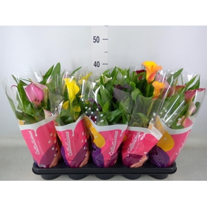 Zantedeschia   ...mix
