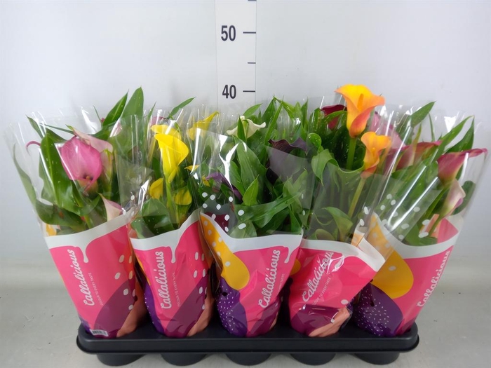 <h4>Zantedeschia ...mix</h4>