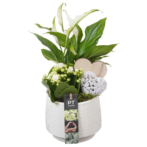 <h4>PTVMB4728 Arrangementen kamerplanten</h4>