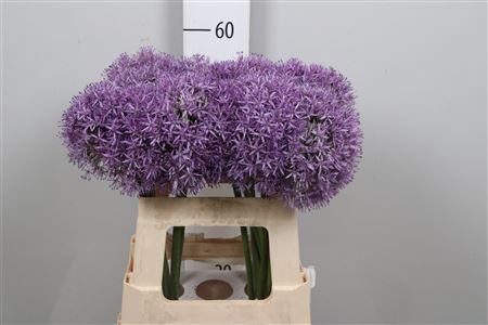 <h4>Allium Globemaster</h4>