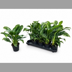 AG KL GREEN LADY
