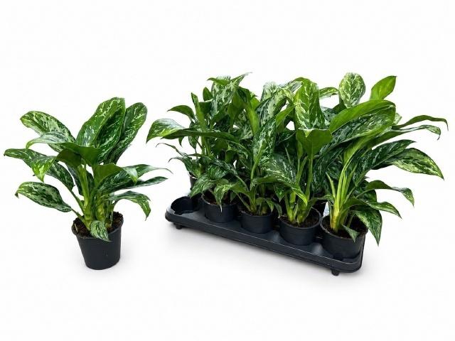 <h4>AG KL GREEN LADY</h4>
