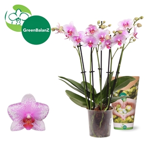 Phalaenopsis  'Ant Rotterdam'