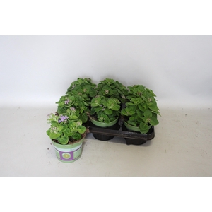 Ageratum artist Basso Blauw