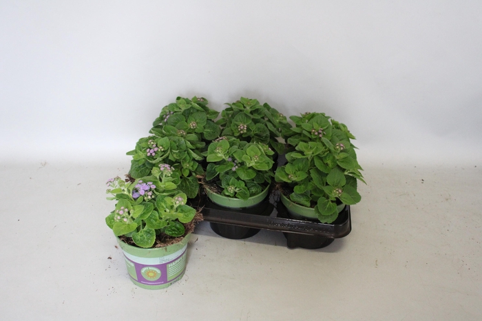<h4>Ageratum artist Basso Blauw</h4>