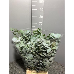 Euca Cinerea 150gr Z.a.