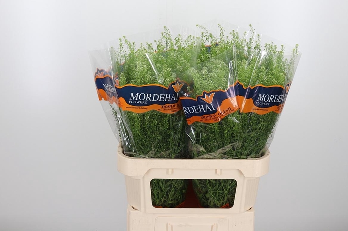 <h4>Lepidium Green Bell</h4>