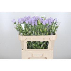 Campanula Cham Lavender