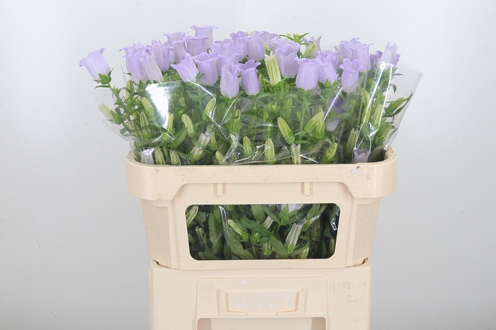 <h4>Campanula Cham Lavender</h4>