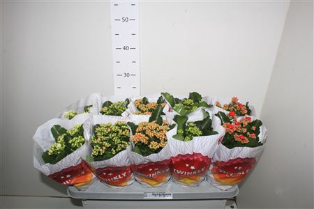 <h4>Kal Ge Perf Gem 5 Kl 12cm Pot</h4>