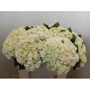 HYDR M MAG PEARL WIT