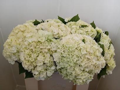 <h4>HYDR M MAG PEARL WIT</h4>