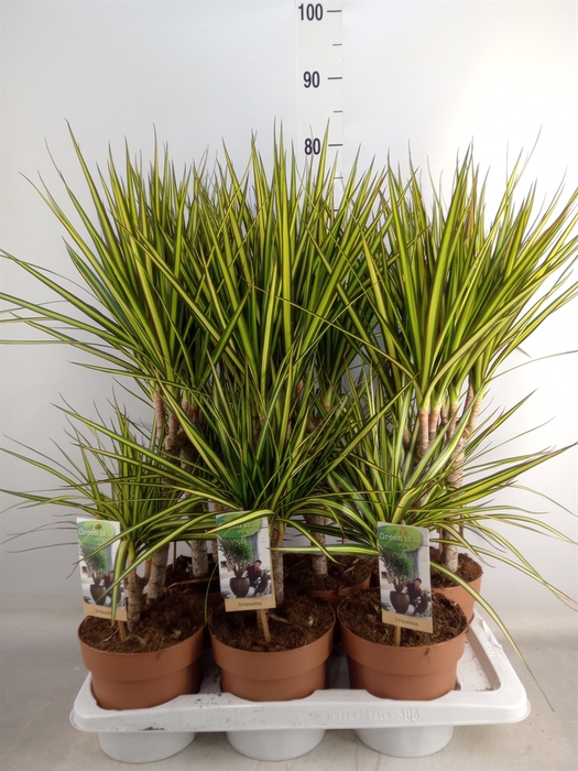 <h4>Dracaena marg. 'Sunray'</h4>