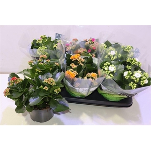 arr8 Kal Ge Gem 5 Kl