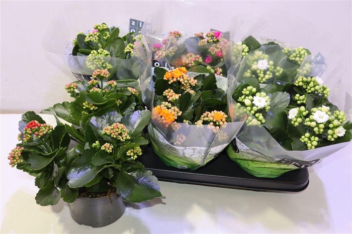 <h4>Kal Ge Gem 5 Kl</h4>