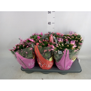 Schlumbergera   ...mix 3