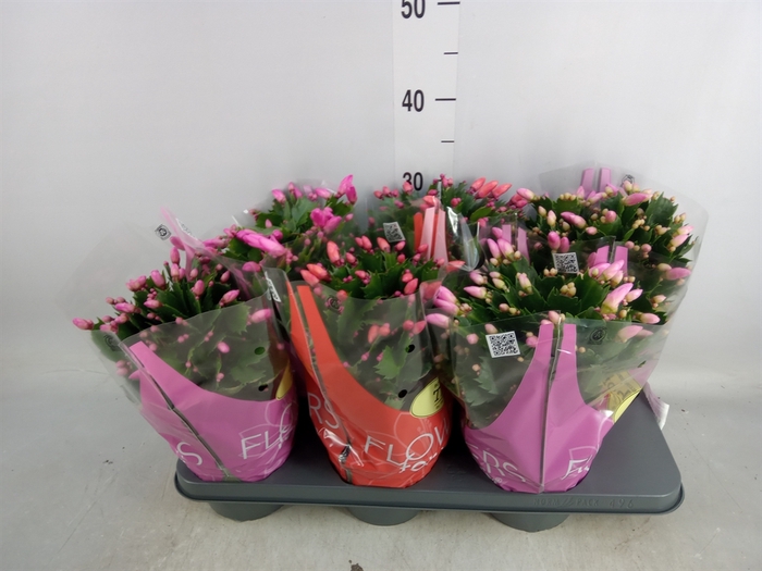 <h4>Schlumbergera   ...mix 3</h4>