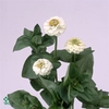 ZINNIA LILL WHITE