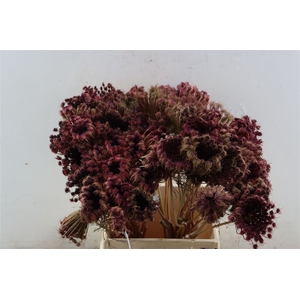 Dille Zaadscherm Small 50cm Naturel Red P/tk