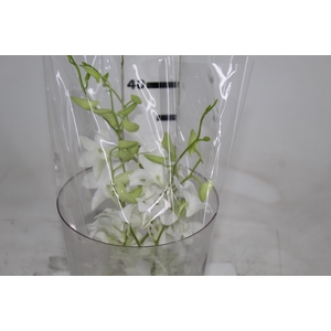 DENPHALAEN MACO MINIMO 30 FLORES