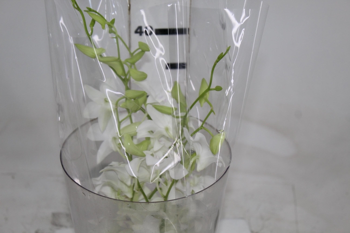 <h4>DENPHALAEN MACO MINIMO 30 FLORES</h4>