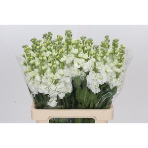 Matthiola Iron White