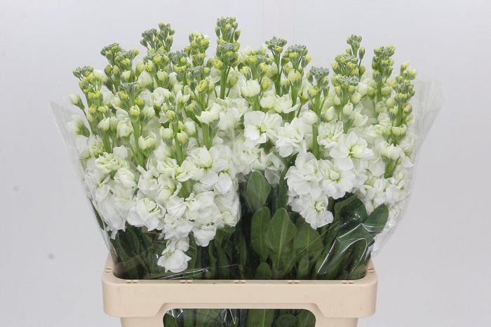 <h4>Matthiola Iron White</h4>