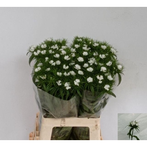 DI BARB S WILL WHITE