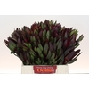 Leucadendron Saf Sunset Dark R.