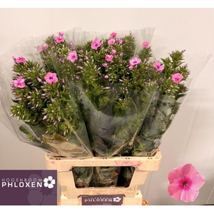 PHLOX P KIKI