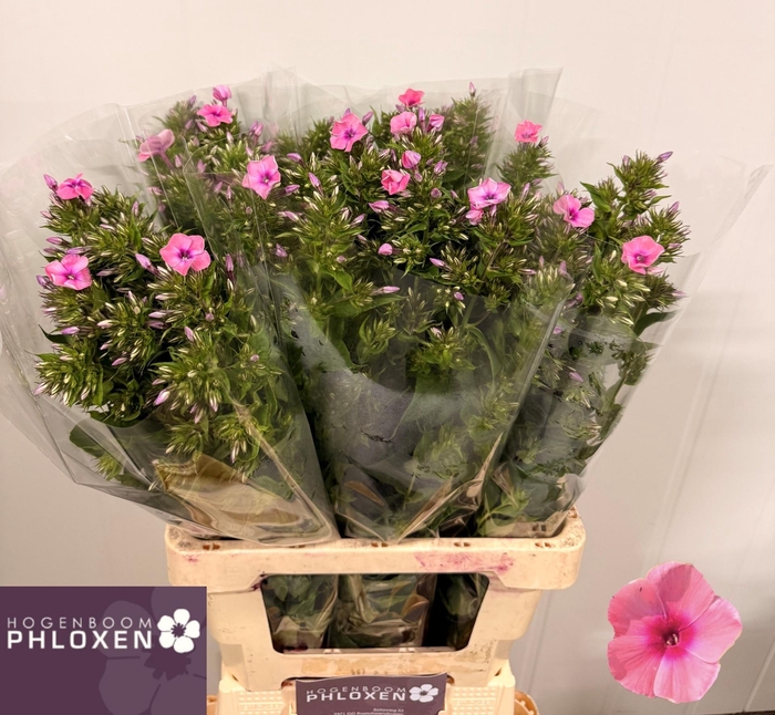 <h4>PHLOX P KIKI</h4>