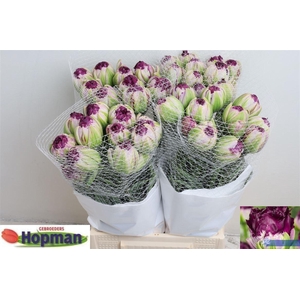 Tu Du Marlies Purple