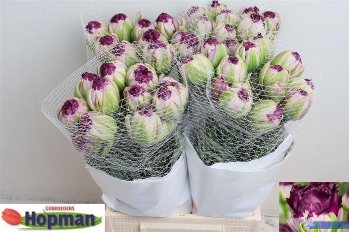 <h4>Tu Du Marlies Purple</h4>