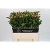 Paeonia Etched Salmon