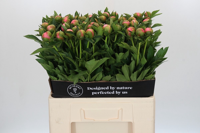 Paeonia Etched Salmon