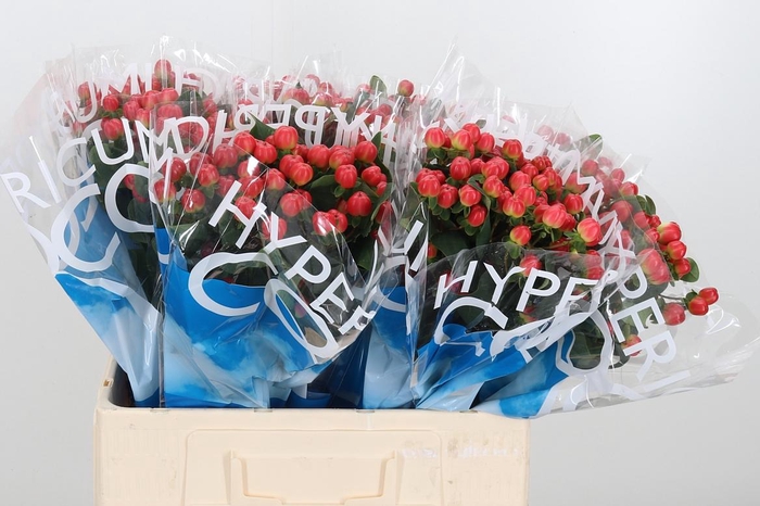 <h4>Hyp Coco Tango</h4>