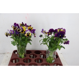 VIOLA FRIZZLE SIZZLE YELLOW/BLUE