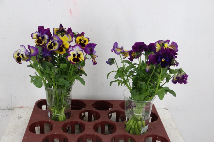 <h4>VIOLA FRIZZLE SIZZLE YELLOW/BLUE</h4>