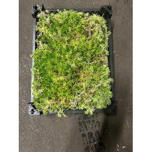 SPHAGNUM  IN  PLASTIC KIST