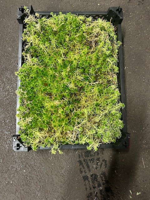 <h4>SPHAGNUM  IN  PLASTIC KIST</h4>