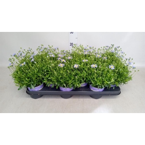 Felicia amell. 'Felicitara Blue'