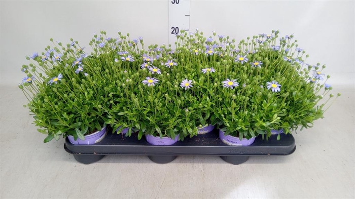 <h4>Felicia amell. 'Felicitara Blue'</h4>