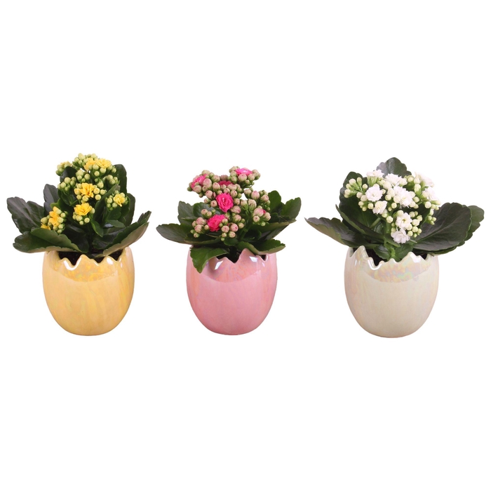 <h4>Easter Arr. Indoor Ceramic Egg Pearl Glazed Ø09cm 1PP</h4>