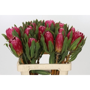 Protea Brenda