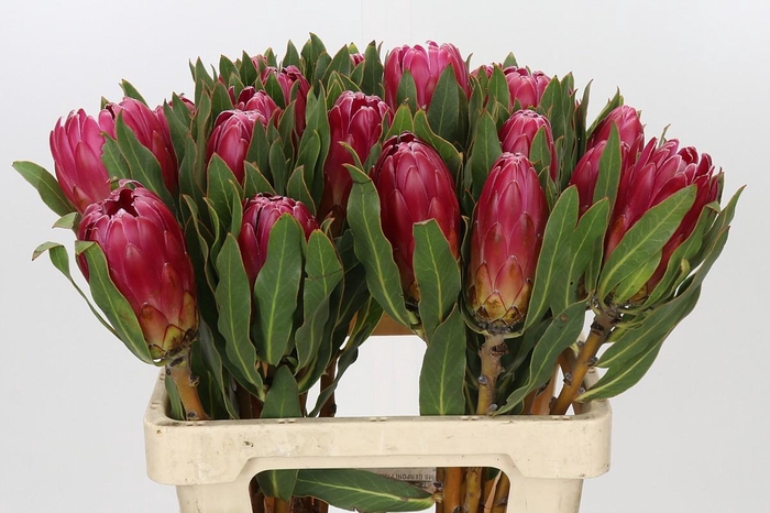 <h4>Protea Brenda</h4>