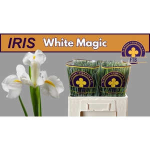 IRIS WHITE MAGIC