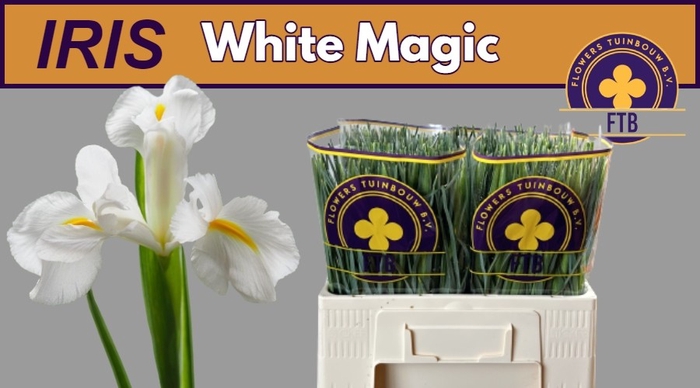 <h4>IRIS WHITE MAGIC</h4>