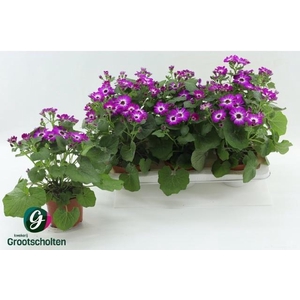 PERI C MAN P ROSE CH