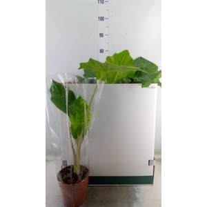 Alocasia portodora