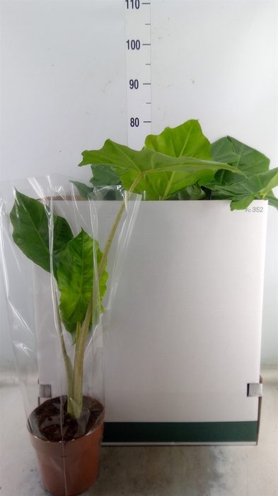 <h4>Alocasia portodora</h4>
